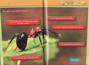 National Geographic Kids. Ants. Level 1.