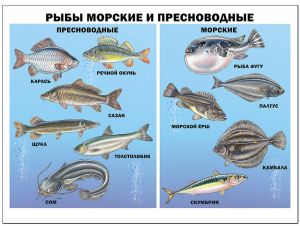 ПЛАКАТ. РЫБЫ МОРСКИЕ И ПРЕСНОВОДНЫЕ