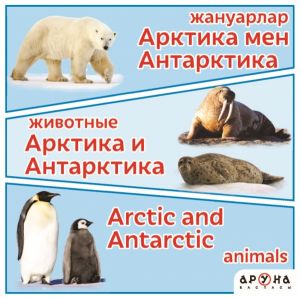 Жануарлар Артика мен Антарктика. Животные Артика и Антарктика. Arctic and Antarctic animals.