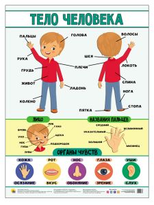 ПЛАКАТ. ТЕЛО ЧЕЛОВЕКА