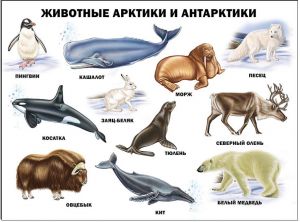 ПЛАКАТ. ЖИВОТНЫЕ АРКТИКИ И АНТАРКТИКИ
