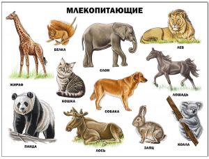 ПЛАКАТ. МЛЕКОПИТАЮЩИЕ