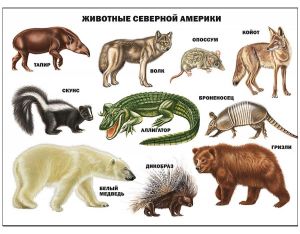 ПЛАКАТ. ЖИВОТНЫЕ СЕВЕРНОЙ АМЕРИКИ