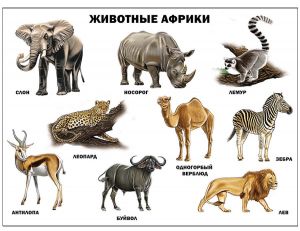 ПЛАКАТ. ЖИВОТНЫЕ АФРИКИ