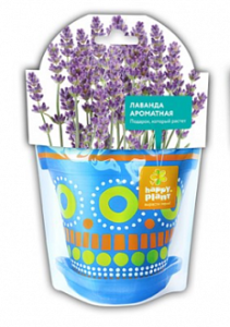 Лаванда ароматная